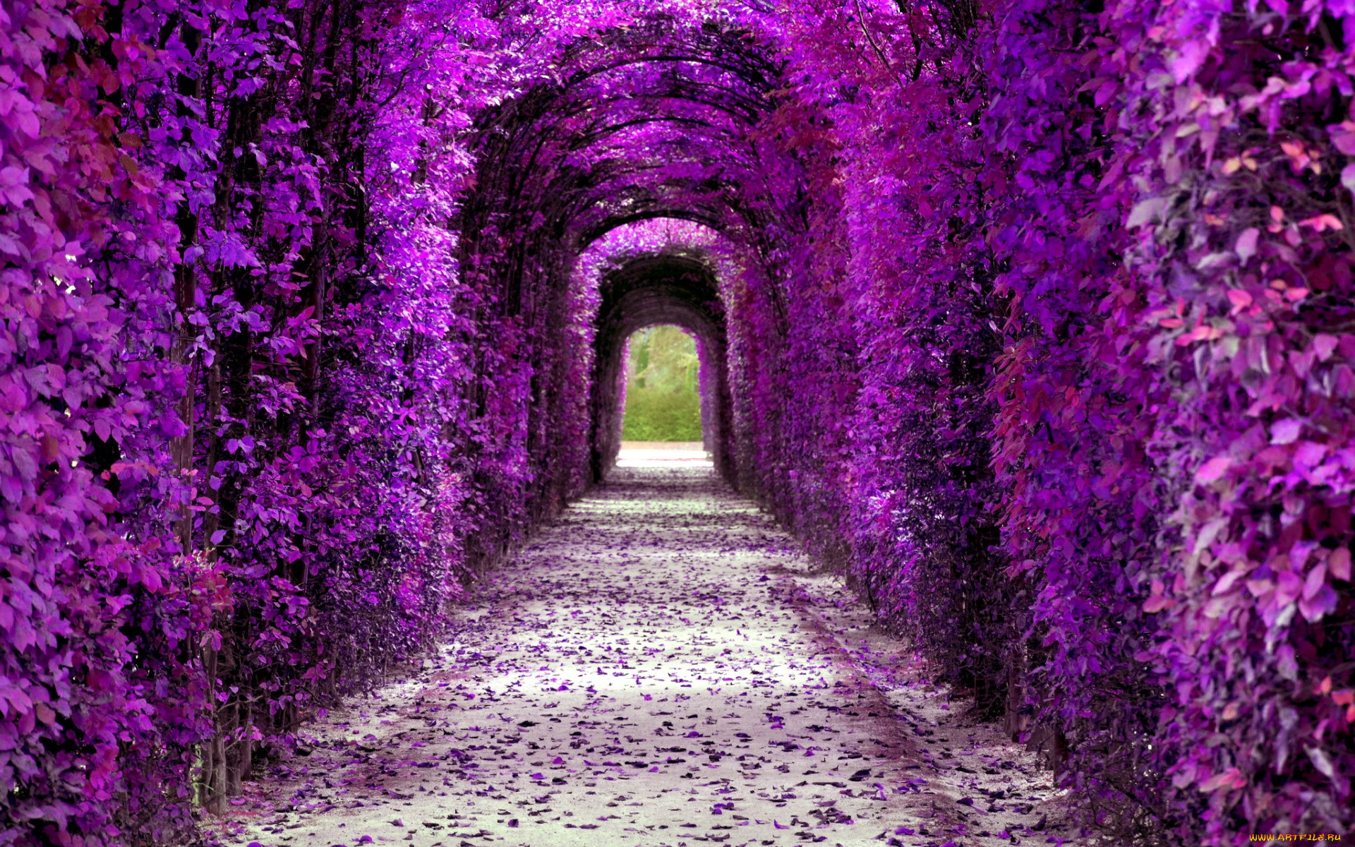 Фиолетовые Цветы На Улице